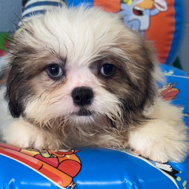 Shih-Tzu | Dodade Kennel