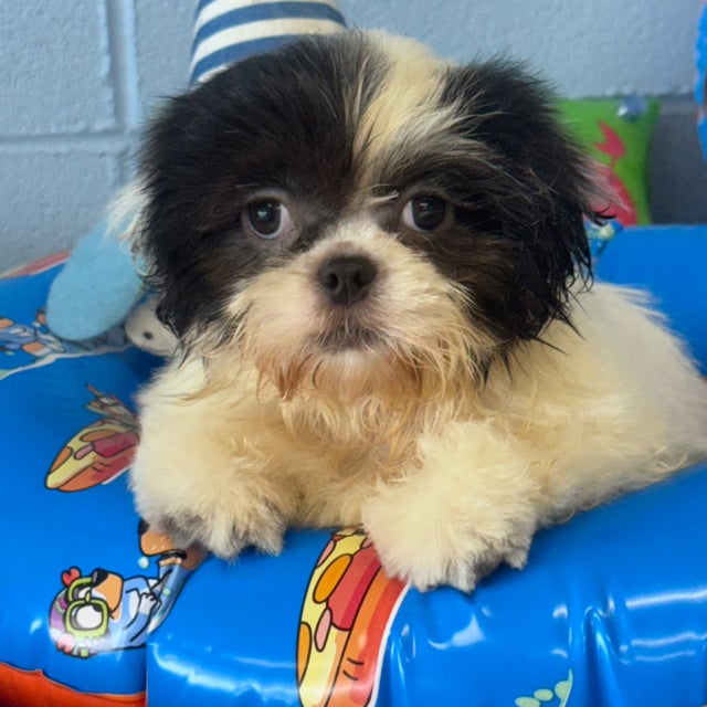 Shih-Tzu | Dodade Kennel