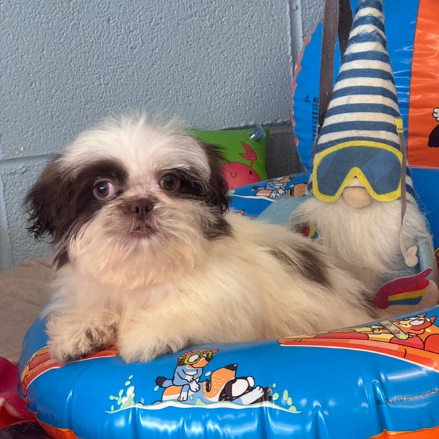 Shih-Tzu | Dodade Kennel