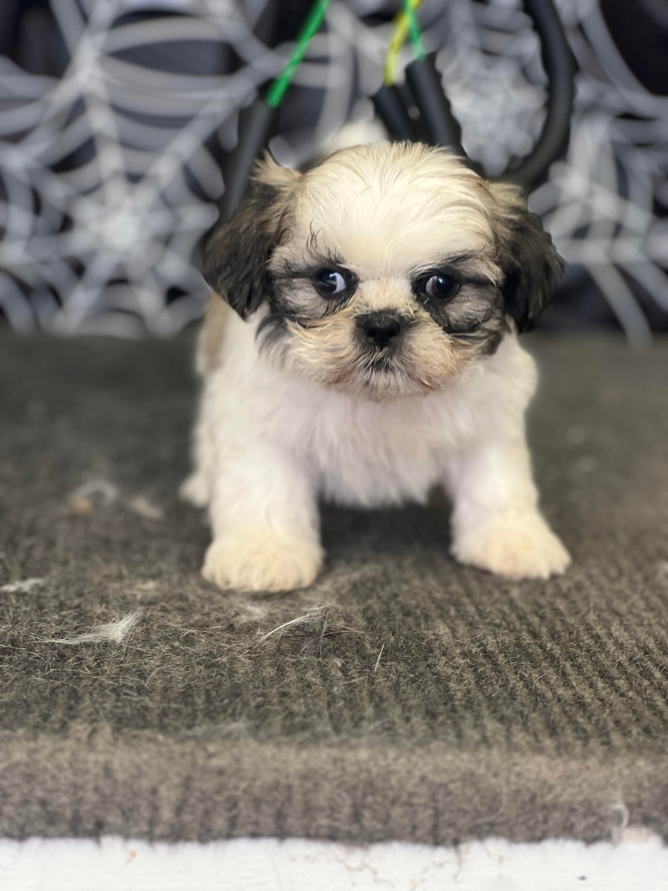 abbott Dodade Kennel