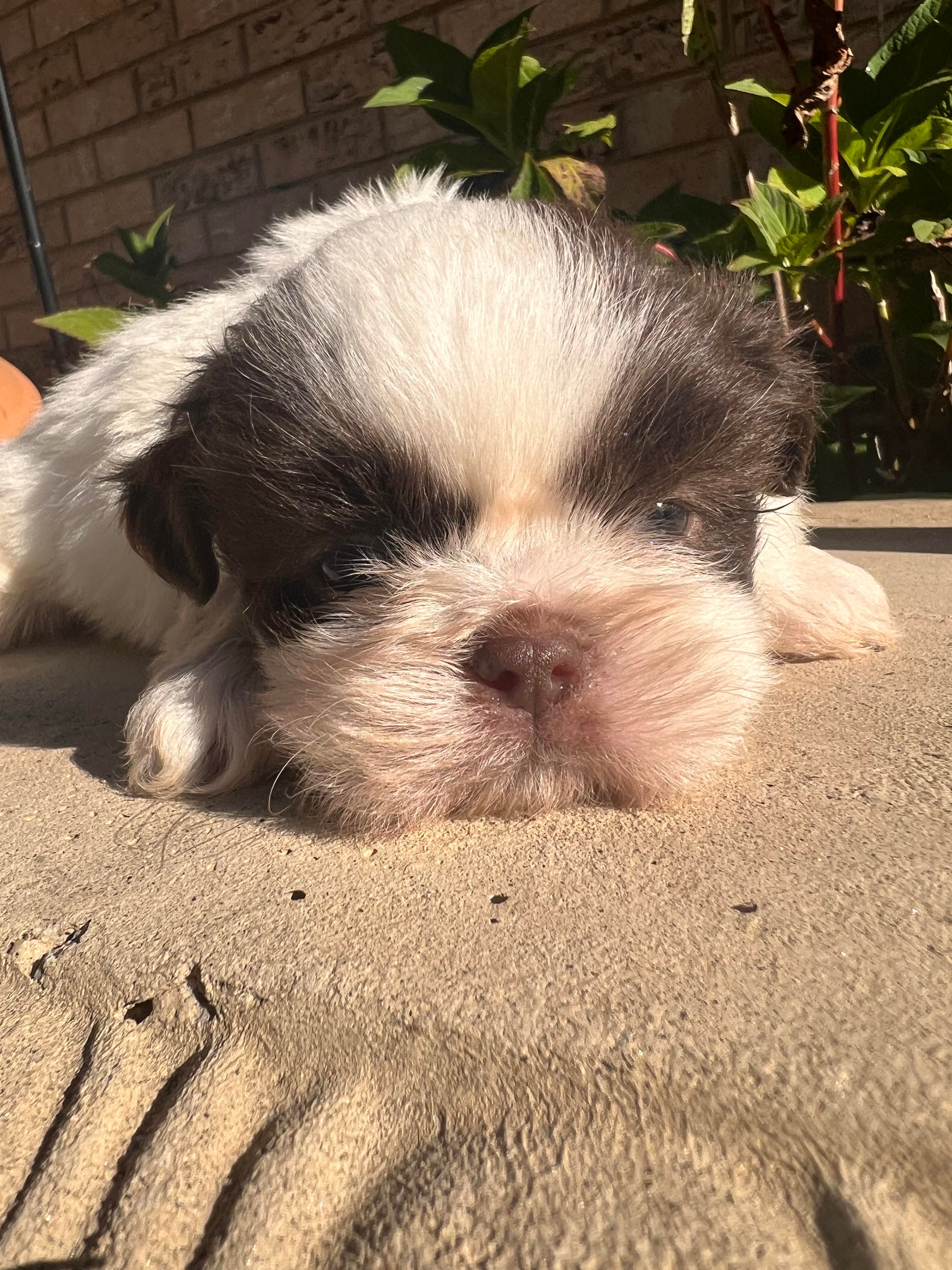 Cracker Jack Dodade Kennel